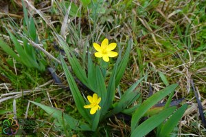 Sisyrinchium californicum (6)